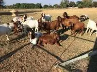 Boer Goat