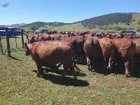 Bonsmara Cow