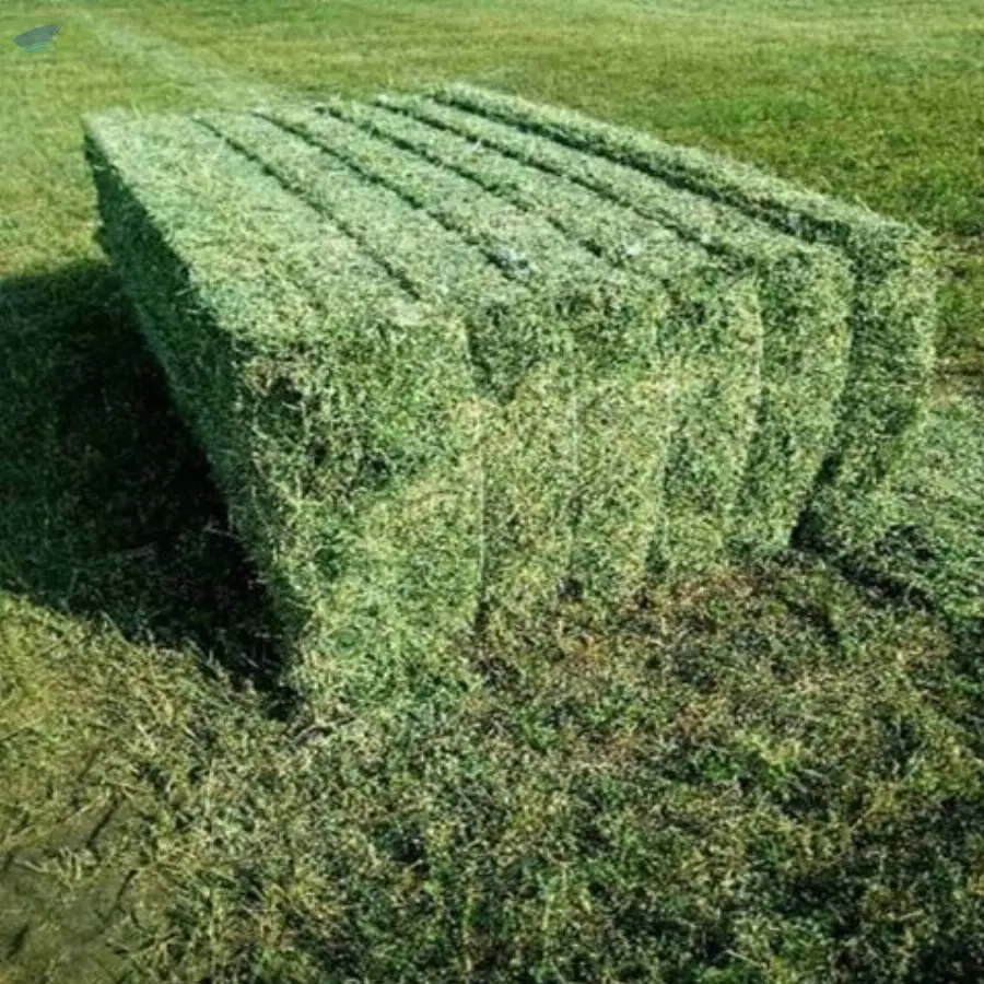Alfalfa Hay Animal Feed