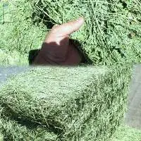 Alfalfa Hay Animal Feed