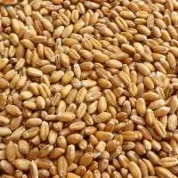 Wheat