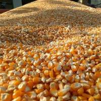 Corn