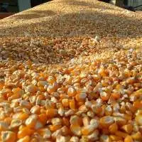 Corn