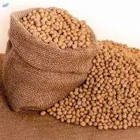 Soybean Seed