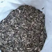 Sunflower Seeds