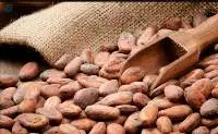 Cocoa Beans