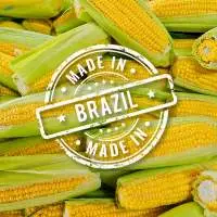 Corn Brazil