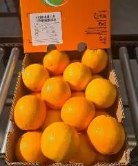Valencia Oranges and Navel Oranges, Mandarin