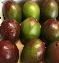 Fresh Mango, Tommy Atkins Mango, Kent