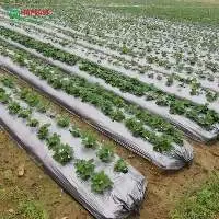 Agricultural Plastic Sheet