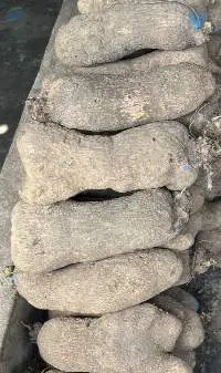 Yam