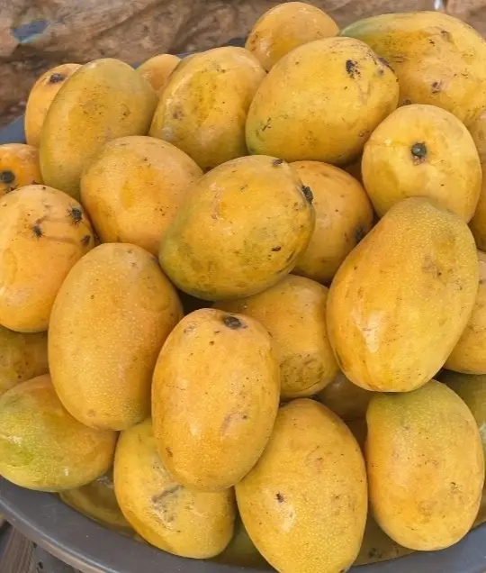 Mango