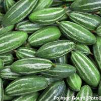 Fresh Vegetables