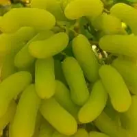 Grapes - Fresh