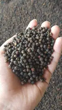 Black Pepper