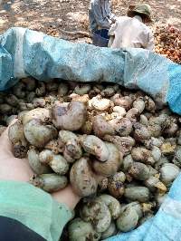 Cashew Nut