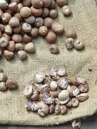 areca nut Betel nut