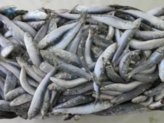 Frozen Sardine Fish