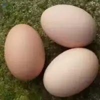 Fresh Brown Shell Table Eggs