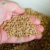 Wheat - Milled - Unmilled  - Russia