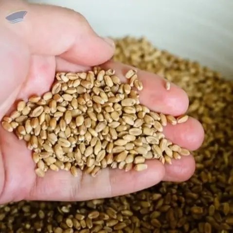 Wheat - Milled - Unmilled  - Russia