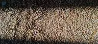 Pearl Millet (Bajra)