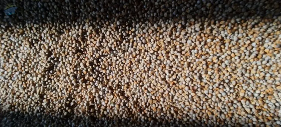 Pearl Millet (Bajra)