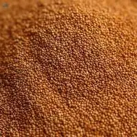 Foxtail Millet