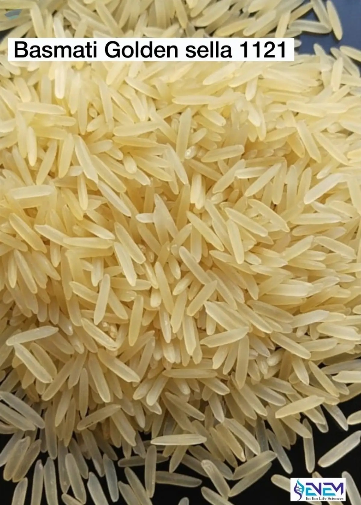 1121 Sella Golden Rice