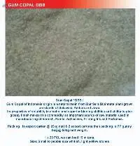Gum Copal DBB