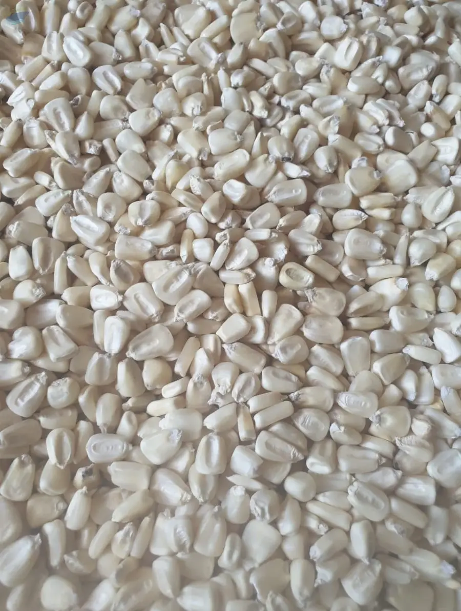NON Gmo White Maize