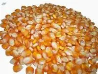 Yellow Corn