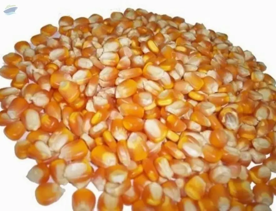 Yellow Corn