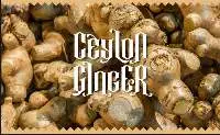 Ginger