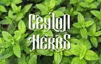 Ceylon Herbs