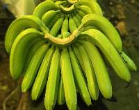 Cavendish  G9 Banana