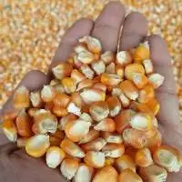 Feed Corn