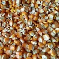 Feed Corn (non-GMO yellow maize)