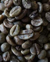 Robusta Coffee Beans