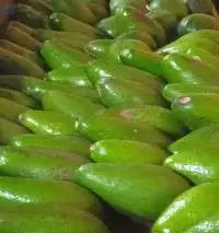 Avocado