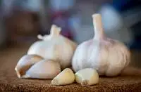Garlic
