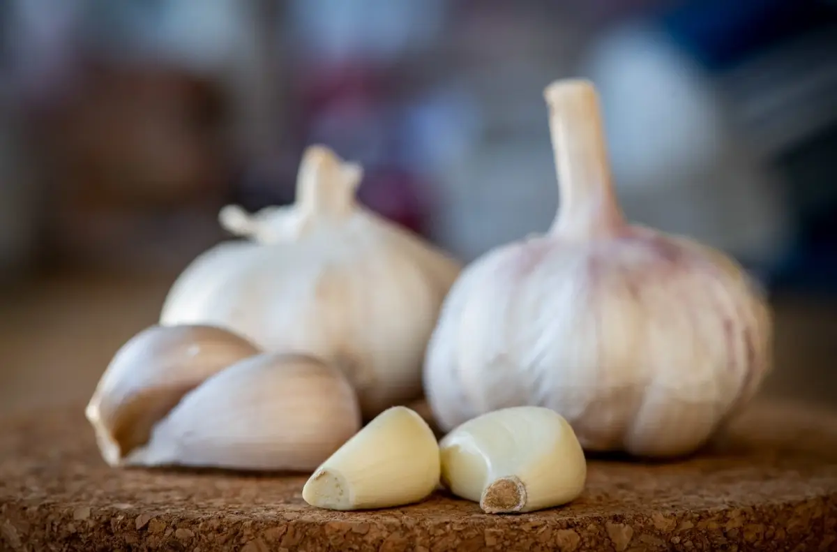 Garlic