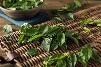 Curry Leaf