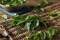 Curry Leaf