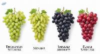 Grapes