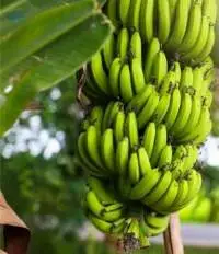 Green Banana