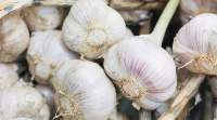 Fresh Garlic