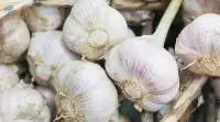 Fresh Garlic