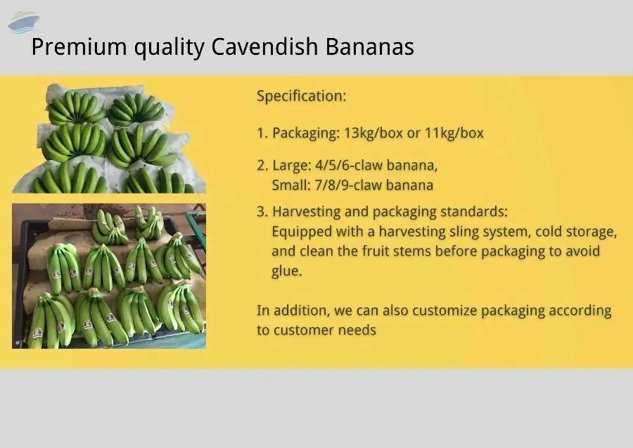 Premium Quality Cavendish Bananas