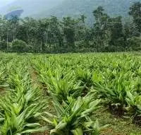 Black Turmeric